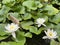 Water lilies in the Spa garden Julijev Park - Daruvar, Croatia / LopoÄi u ljeÄiliÅ¡nom perivoju Julijev park